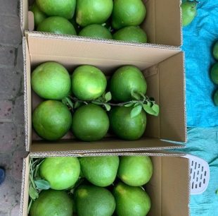 Bưởi Lão Da Xanh