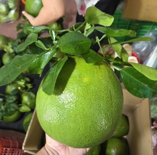 Bưởi Da Xanh Loại 1 (Size 1.3kg>1.5kg) 