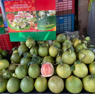 Bưởi Da Xanh VIP Size 1.8kg>